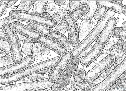 bakterijos Spausdinami Spalvinimo Puslapiai